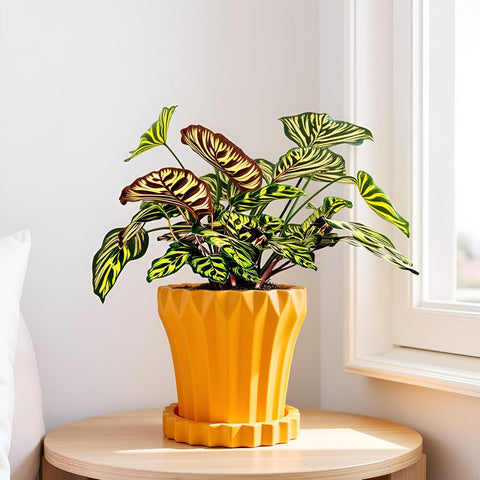 Jungle Ceramic Pot with Tray