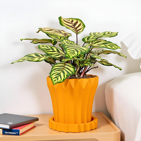Jungle Ceramic Pot with Tray