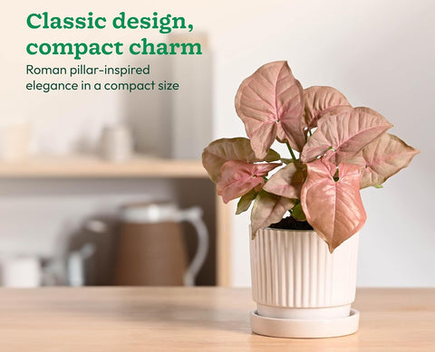 Roma Ceramic Pot