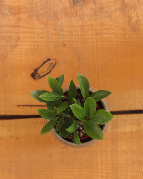 Dwarf ZZ Plant