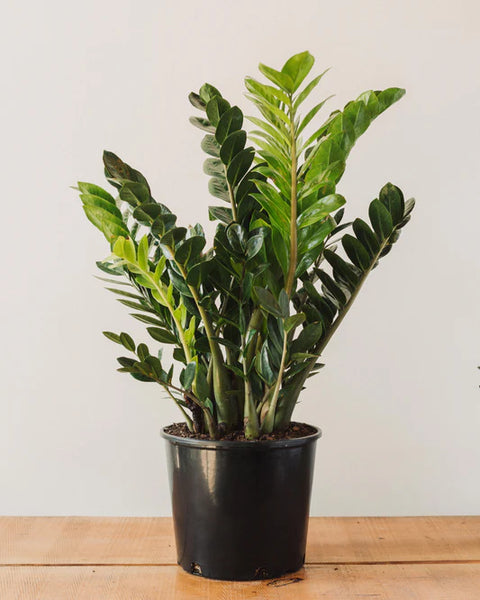 Zamioculcas Zamiifolia (ZZ Plant)