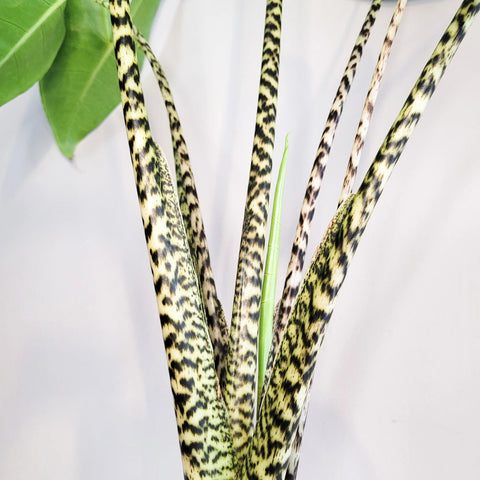 Alocasia Zebrina