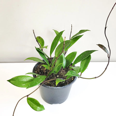 Hoya Pubicalyx