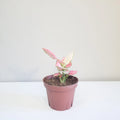 Aglaonema Pink Beauty