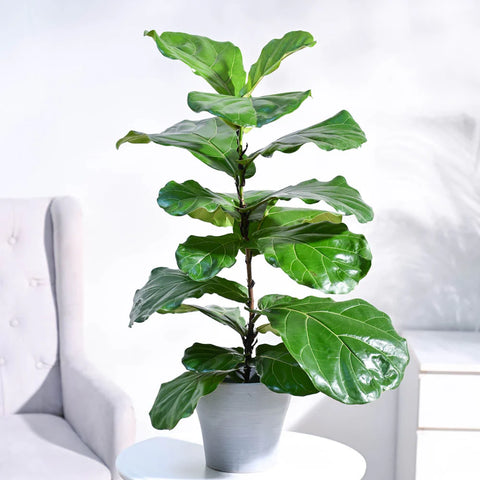 Fiddle Leaf Fig
