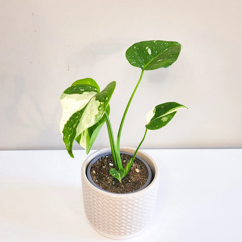 Monstera Deliciosa - Thai Constellation