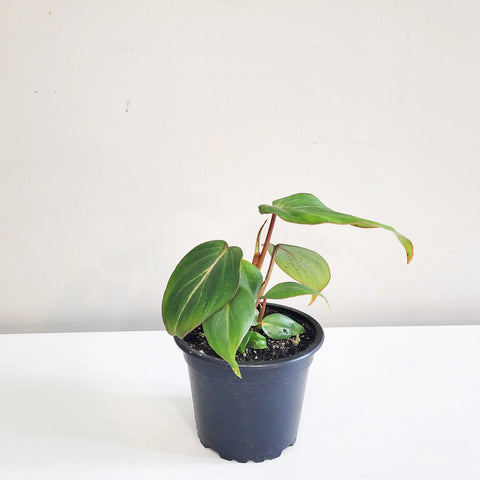 Philodendron Gloriosum