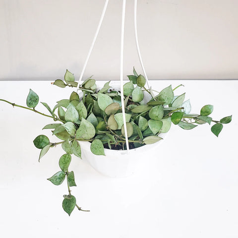 Hoya Krohniana Silver