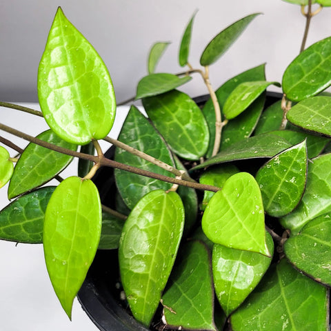 Hoya Parasitica 'Black Margin'