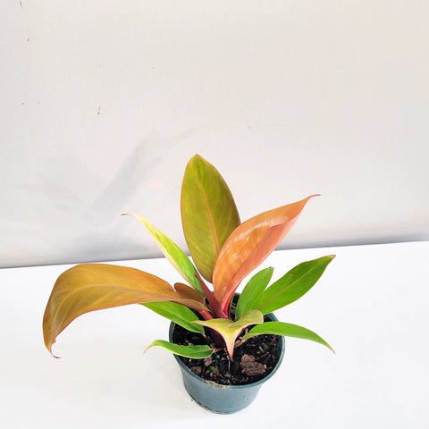 Philodendron Prince of Orange
