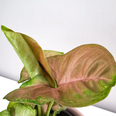 Syngonium Pink