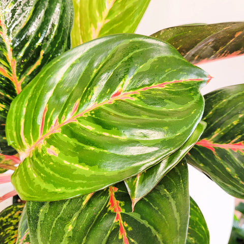 Aglaonema Commutatum - Rubi