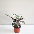 Calathea Lietzei - White Fusion