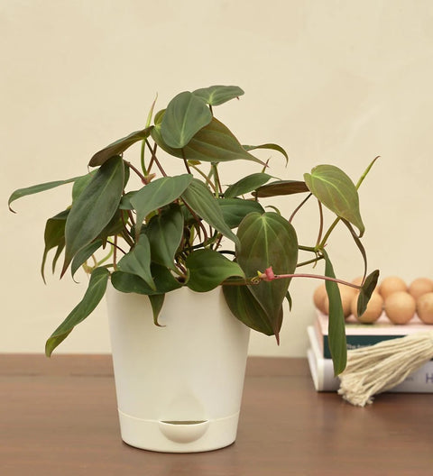 Philodendron Micans