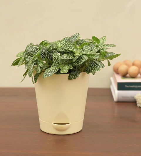 White Nerve Plant