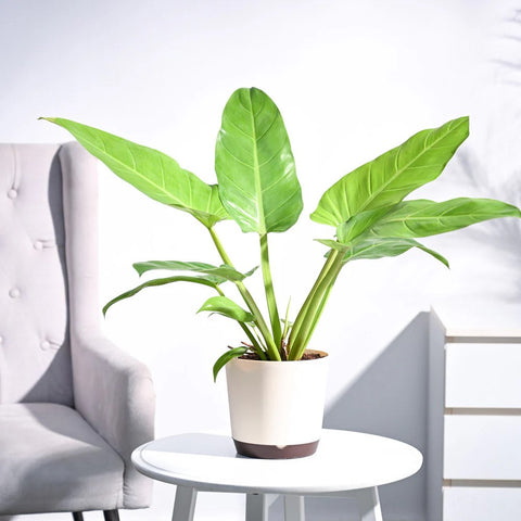 Philodendron Melinonii Gold