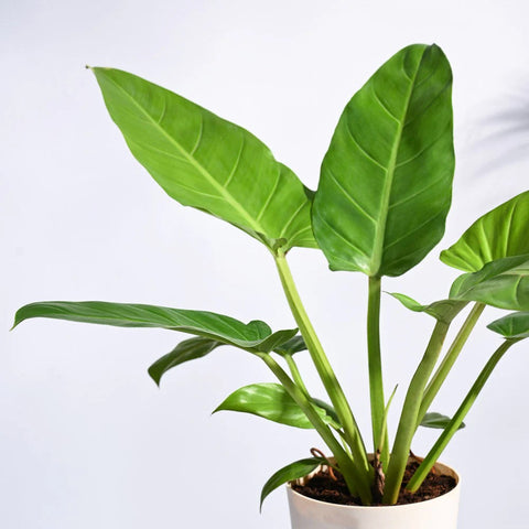 Philodendron Melinonii Gold