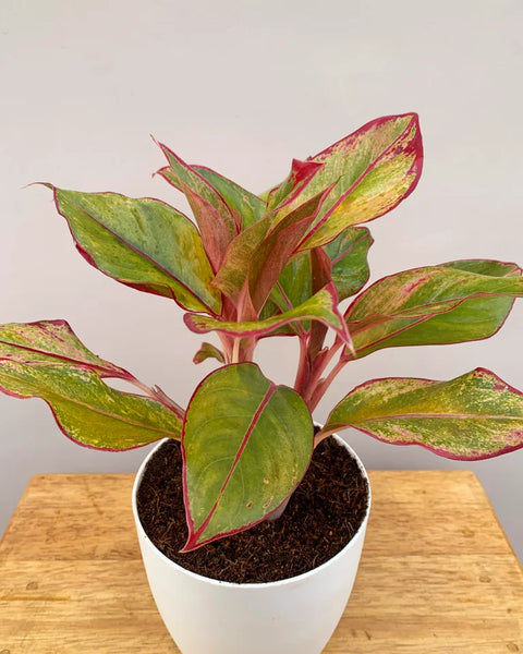 Aglaonema Siam Aurora