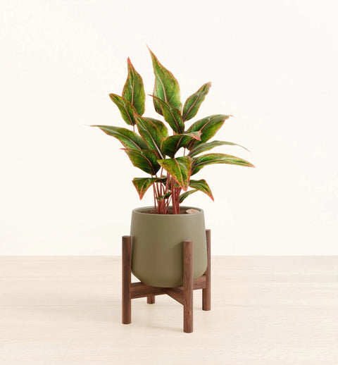 Aglaonema Siam Aurora