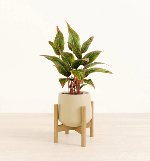 Aglaonema Siam Aurora