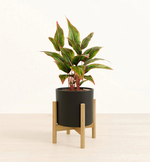 Aglaonema Siam Aurora