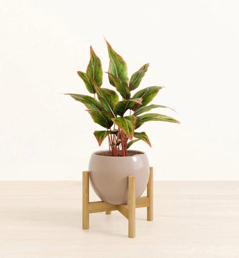 Aglaonema Siam Aurora