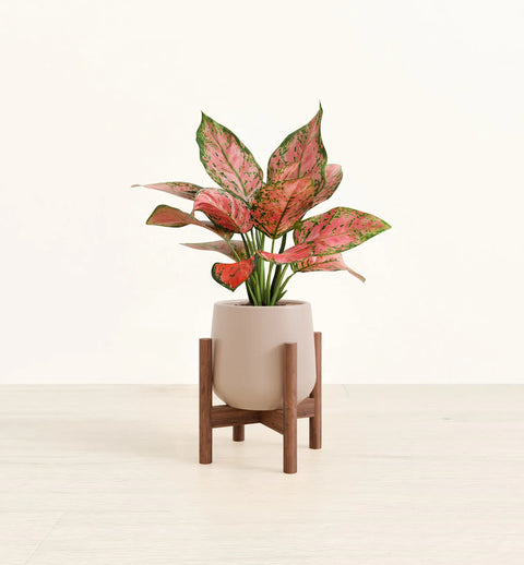 Aglaonema Pink Beauty