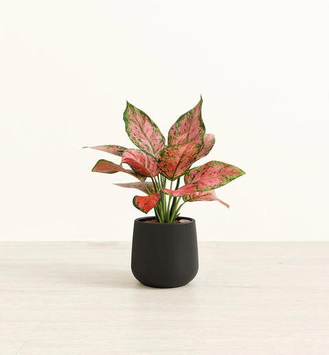 Aglaonema Pink Beauty