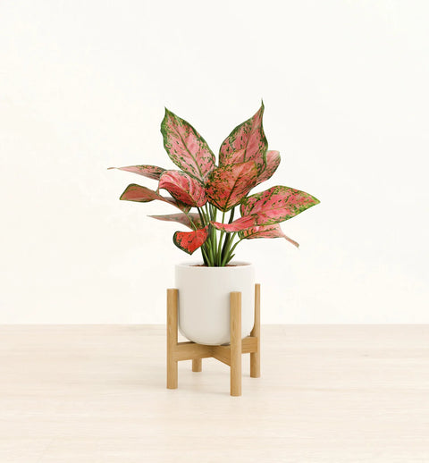 Aglaonema Pink Beauty