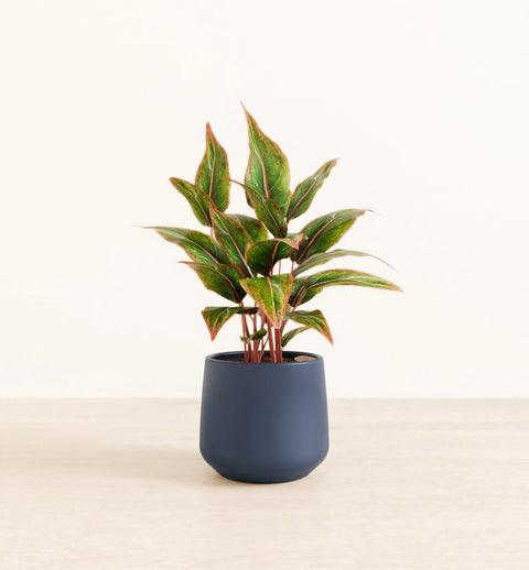 Aglaonema Siam Aurora