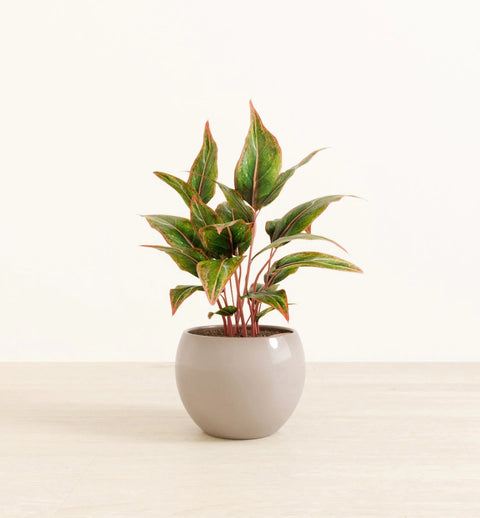 Aglaonema Siam Aurora