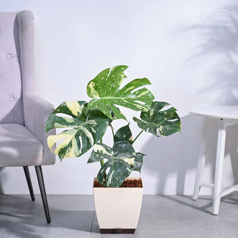 Monstera Deliciosa - Thai Constellation XL