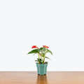 Anthurium Red