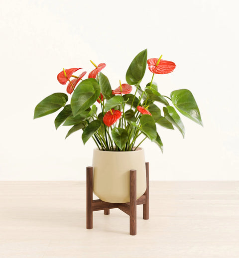 Anthurium Red