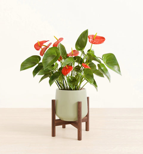 Anthurium Red