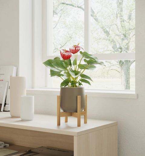 Anthurium Red