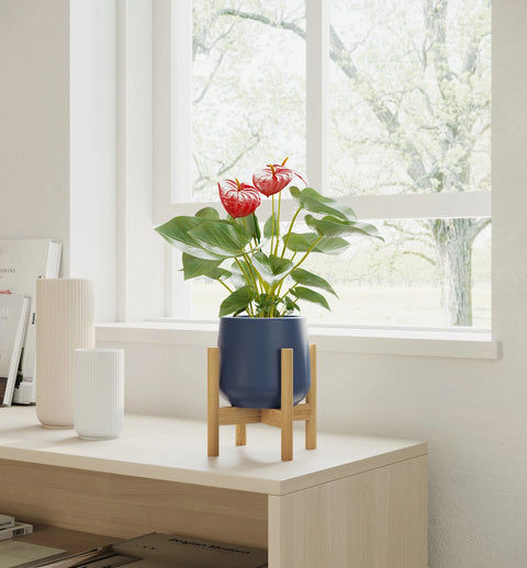 Anthurium Red