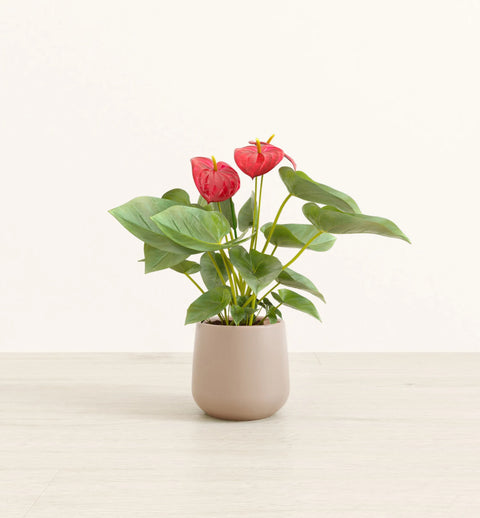 Anthurium Red