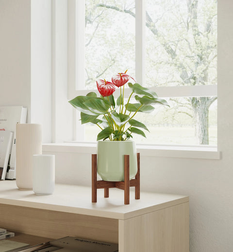 Anthurium Red