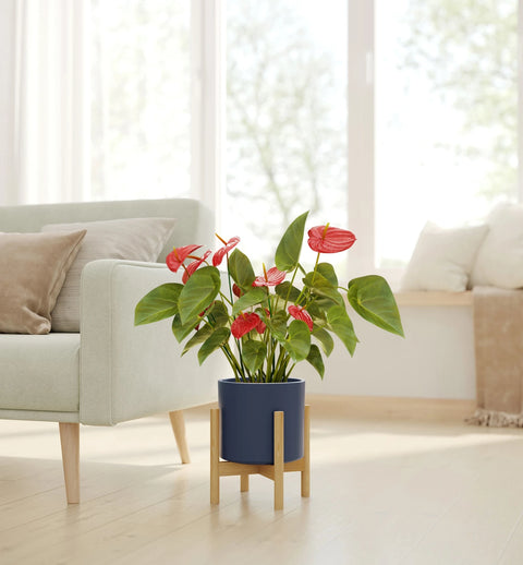 Anthurium Red