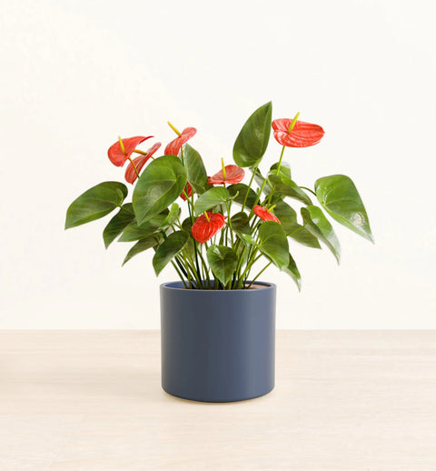 Anthurium Red