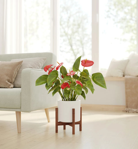 Anthurium Red