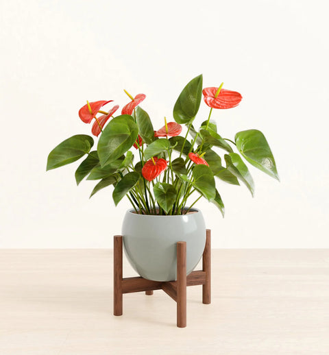 Anthurium Red