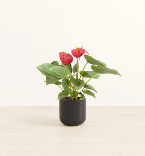 Anthurium Red