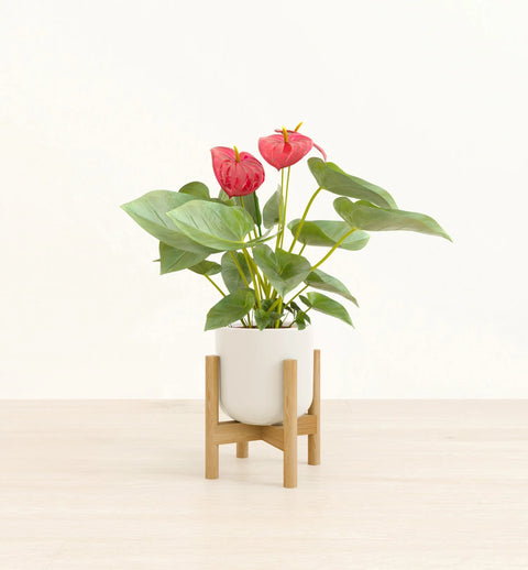 Anthurium Red