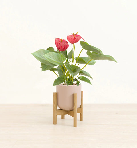 Anthurium Red