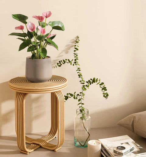 Anthurium Livium
