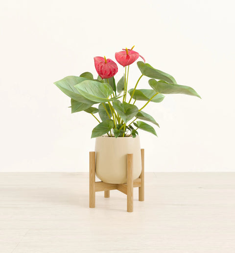 Anthurium Red
