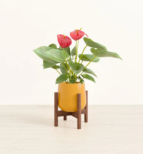 Anthurium Red