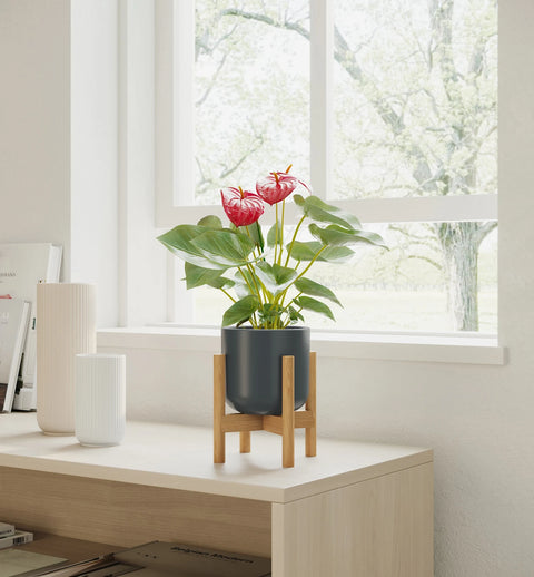 Anthurium Red